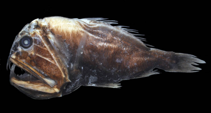 Nightmare Fuel from the Ocean’s Darkest Depths