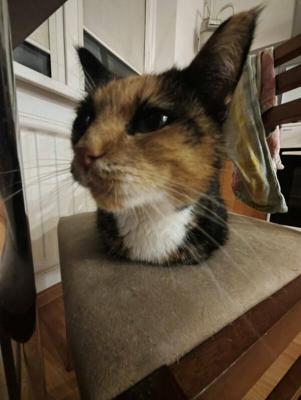 Photos That’ll Make You Look Twice (and Still Be Confused)