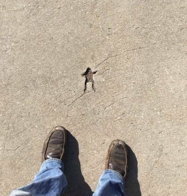 Pure Chaos Captured on Camera