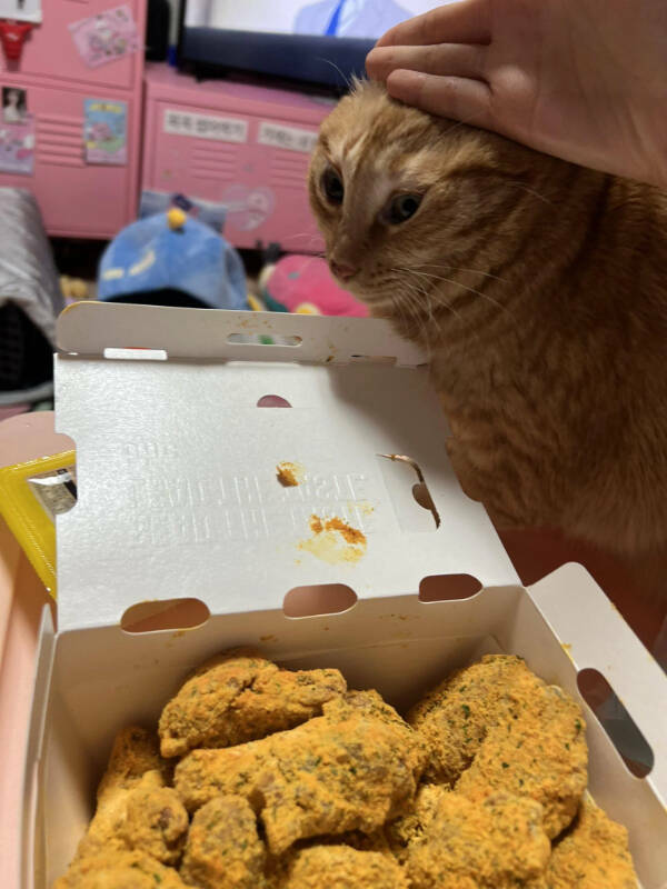 Pure Chaos Captured on Camera