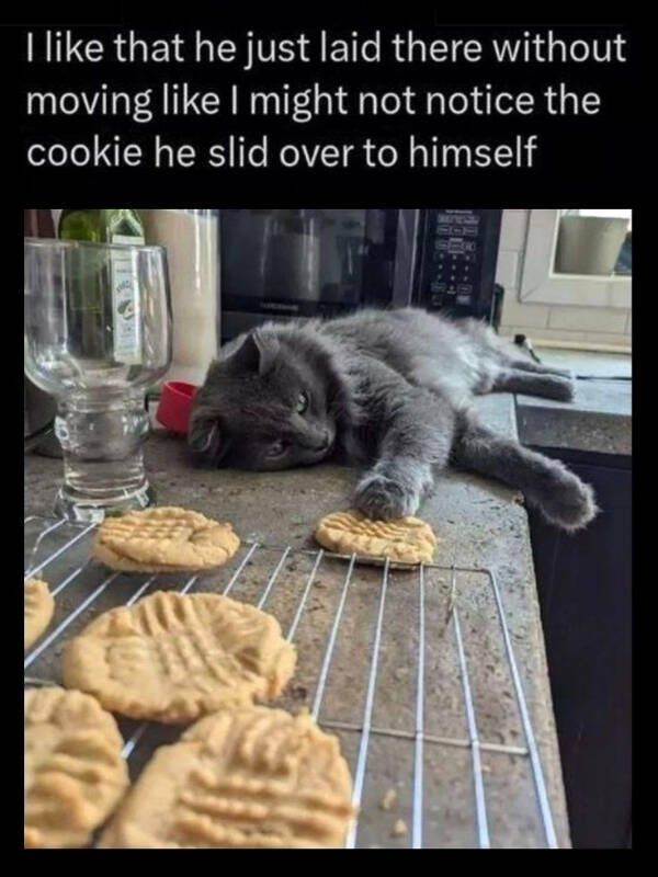 Undeniable Truths, but Make It Funny