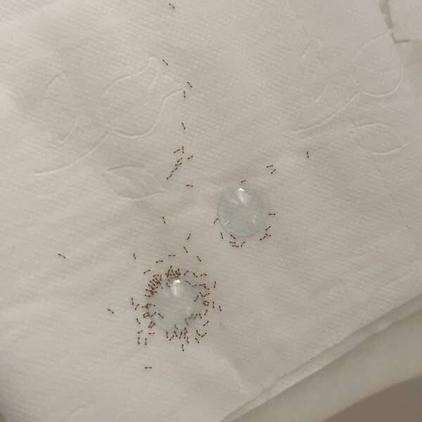 Satisfyingly Curious Images for Idle Browsing