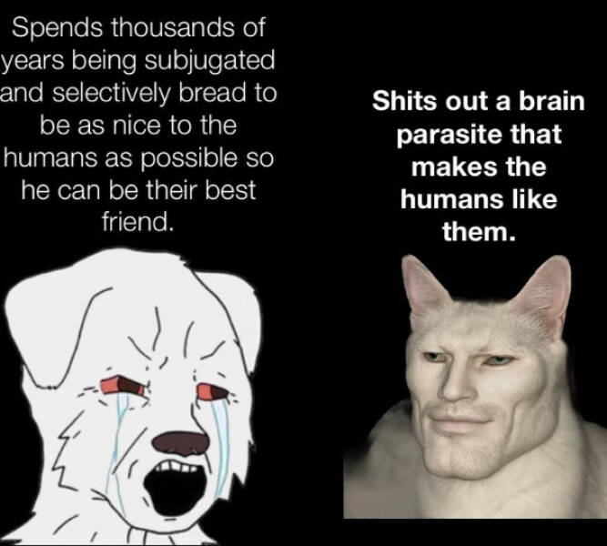 Unhinged Memes From the Depths of the Internet