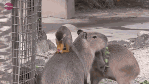 The Most Friendly Animal On Earth