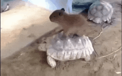 The Most Friendly Animal On Earth