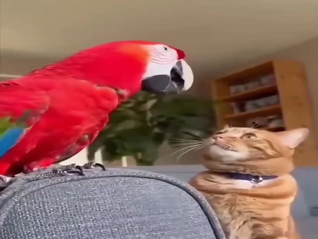 What Did You Just Say?