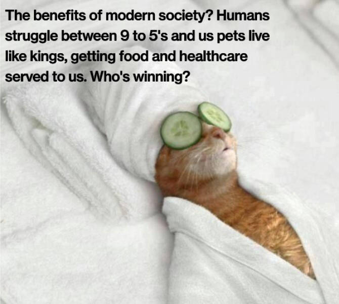 Chaotic Humor for the Terminally Online