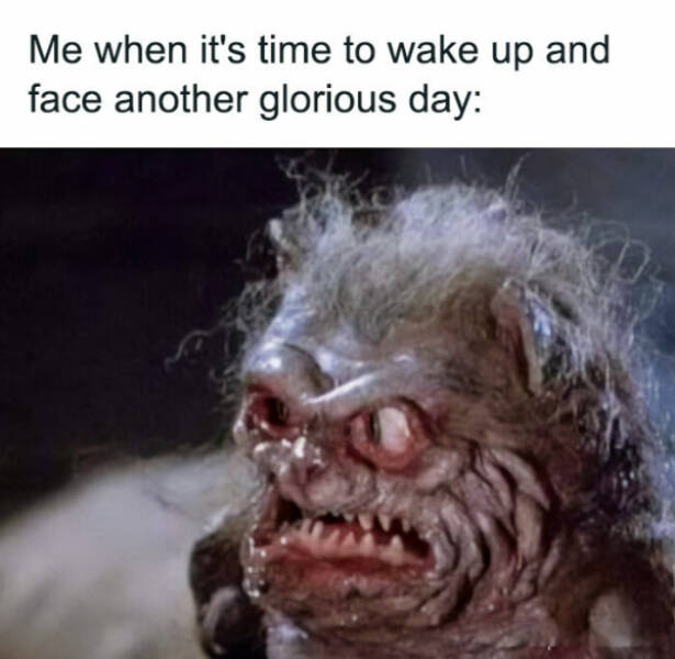 Grumpy Morning Memes for Professional Sleepers