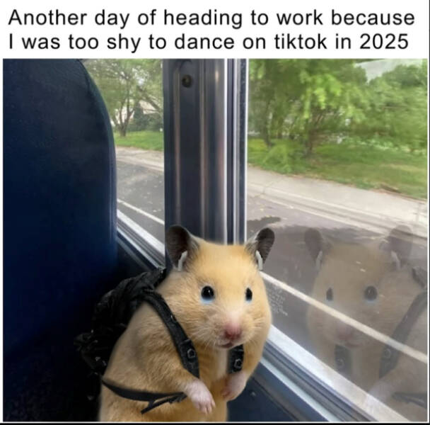 Grumpy Morning Memes for Professional Sleepers