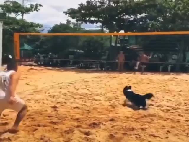 The Dog Realizes They Won and Celebrates