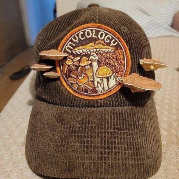 Curiously Nice Oddities