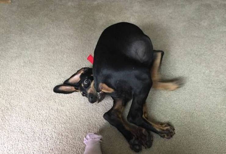Daily Picdump