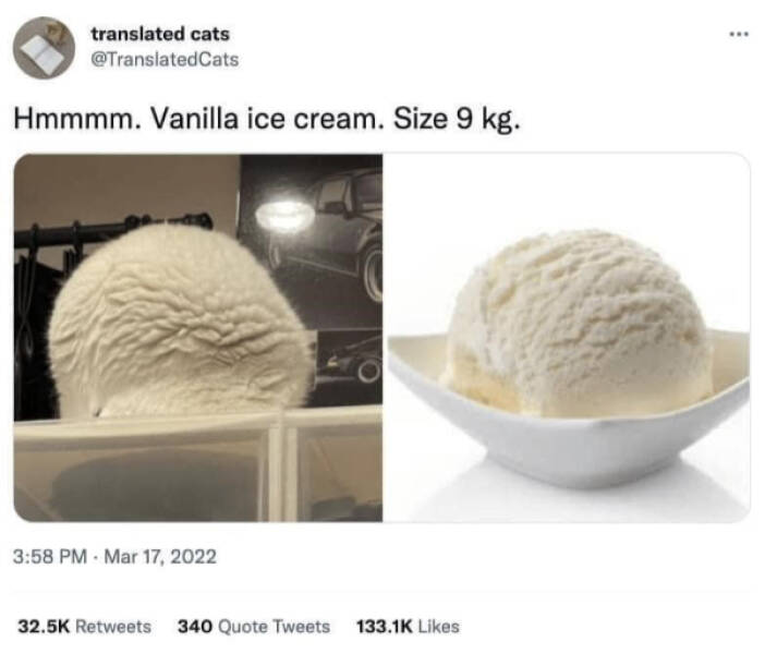 Cats Are Just Tiny Comedians in Fur Coats Cats Are Just Tiny Comedians in Fur Coats