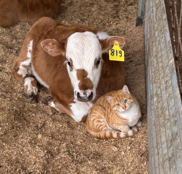 Cats Are Just Tiny Comedians in Fur Coats Cats Are Just Tiny Comedians in Fur Coats
