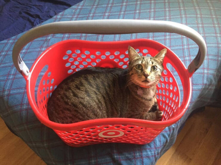 Cats Are Just Tiny Comedians in Fur Coats Cats Are Just Tiny Comedians in Fur Coats