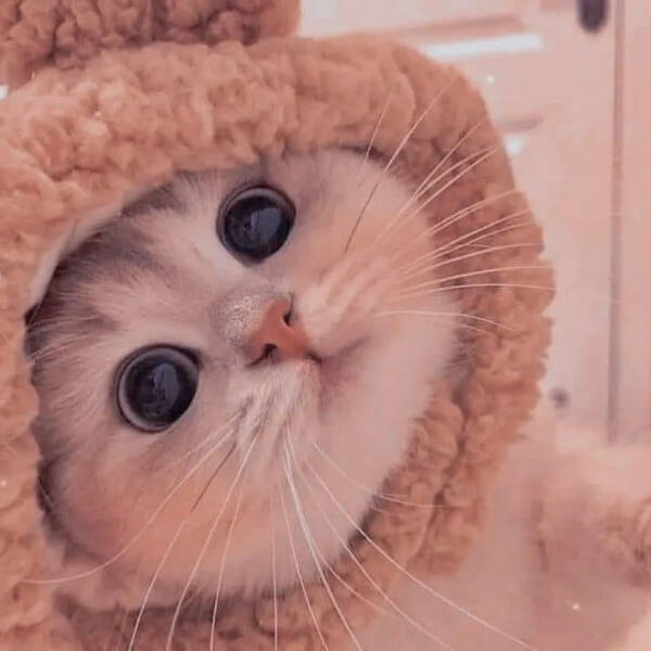 Cats Are Just Tiny Comedians in Fur Coats Cats Are Just Tiny Comedians in Fur Coats