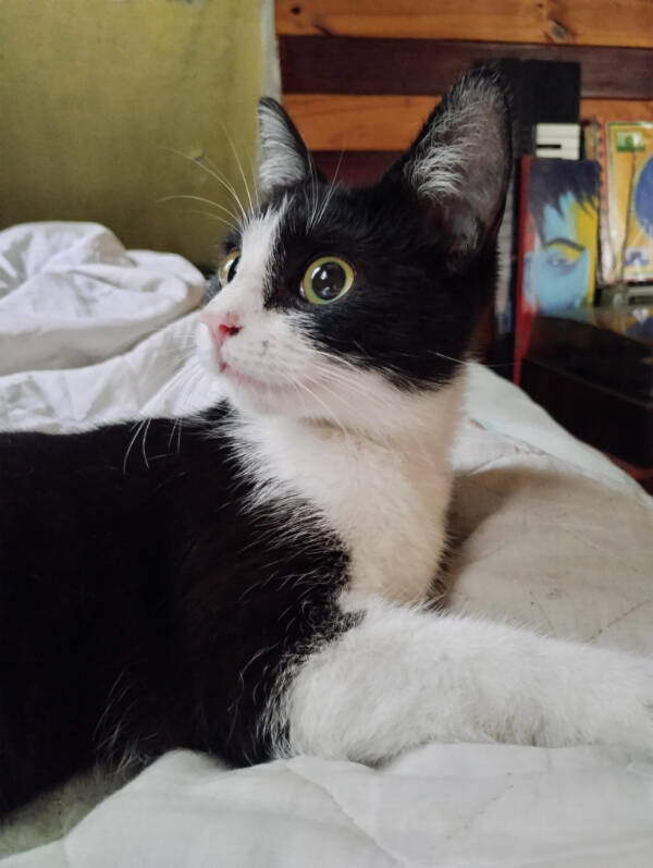 Cats Are Just Tiny Comedians in Fur Coats Cats Are Just Tiny Comedians in Fur Coats