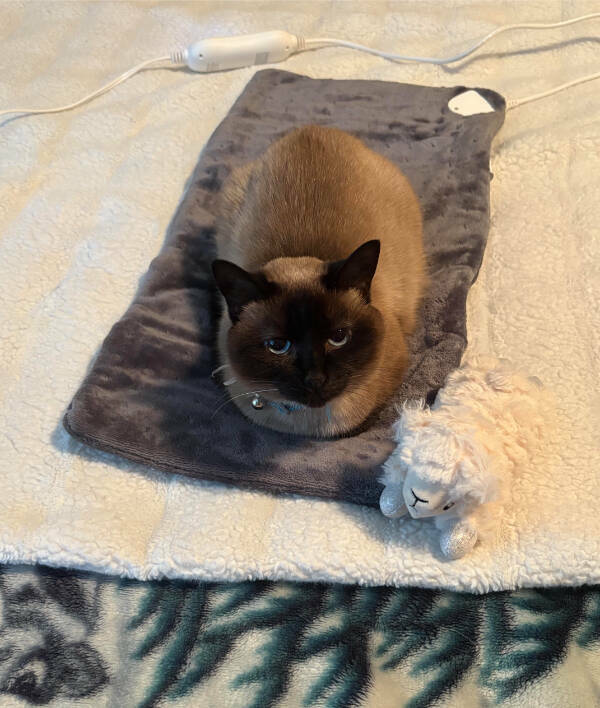 Cats Are Just Tiny Comedians in Fur Coats Cats Are Just Tiny Comedians in Fur Coats