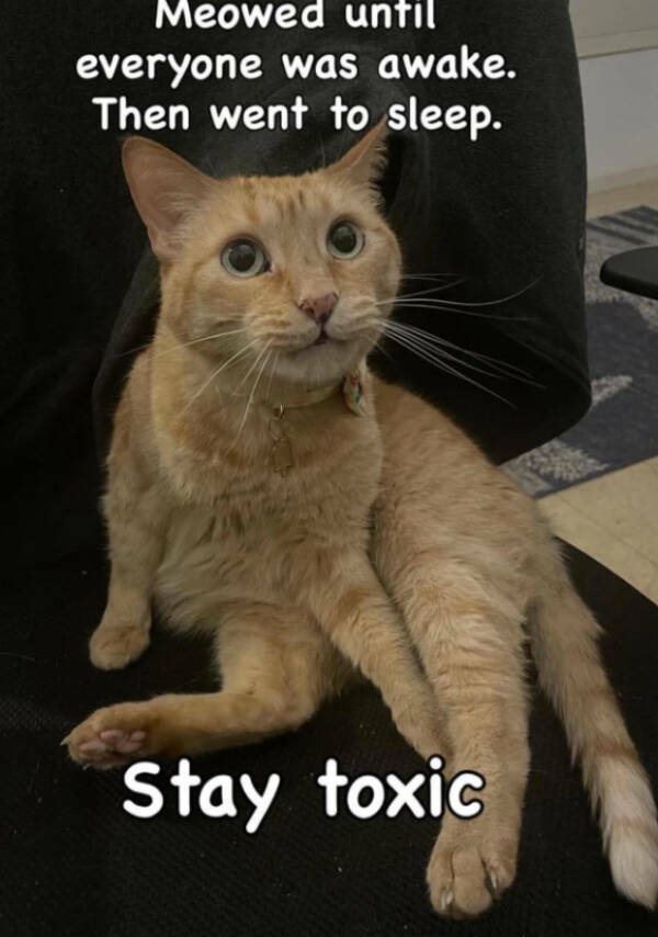 Cats Are Just Tiny Comedians in Fur Coats Cats Are Just Tiny Comedians in Fur Coats