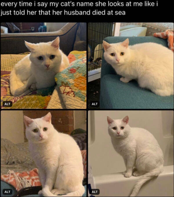 Cats Are Just Tiny Comedians in Fur Coats Cats Are Just Tiny Comedians in Fur Coats