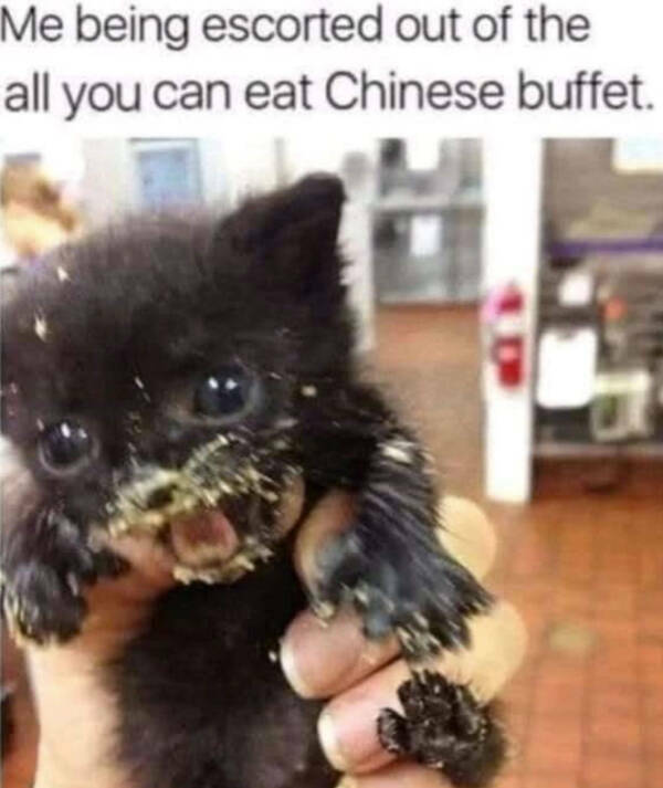 Cats Are Just Tiny Comedians in Fur Coats Cats Are Just Tiny Comedians in Fur Coats