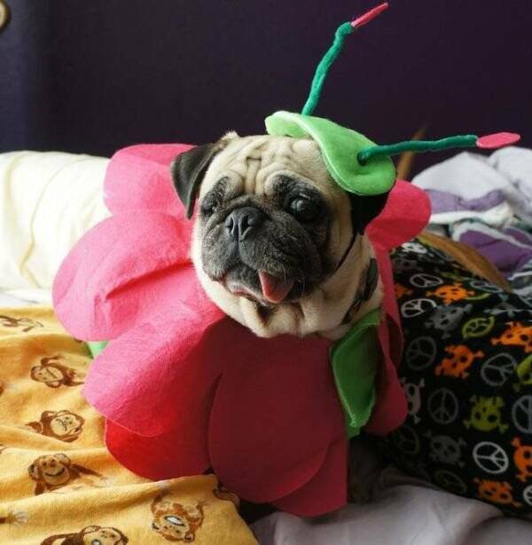 Daily Picdump Daily Picdump