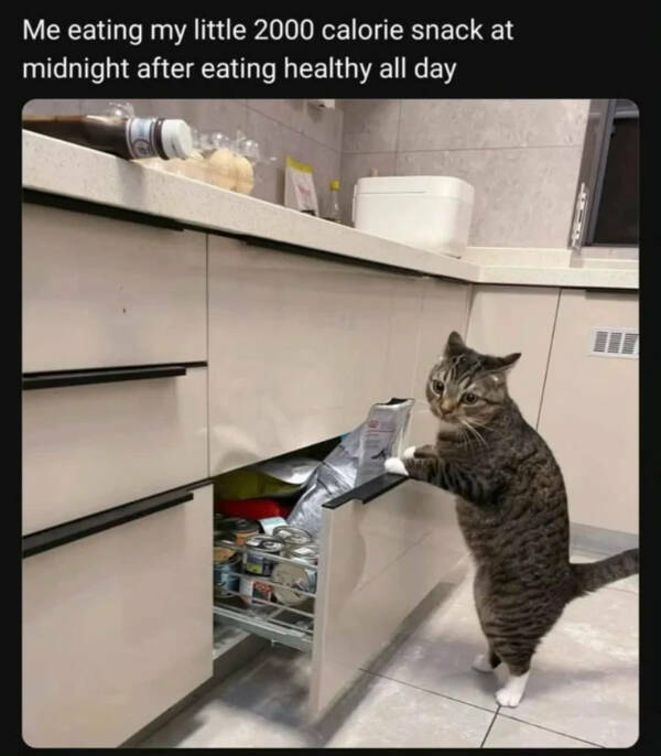 A Bunch of Random Memes for No Reason