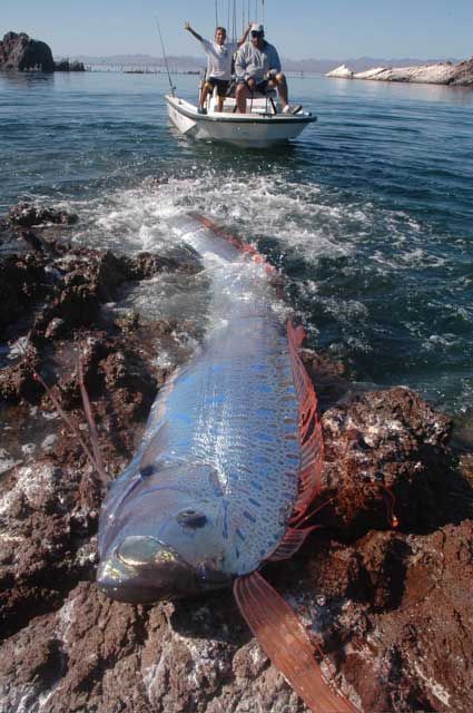Oarfish – a very lengthy fish (25 pics + 2 videos)