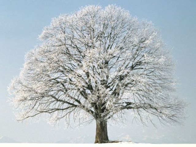 Winter is beautiful (40 pics)