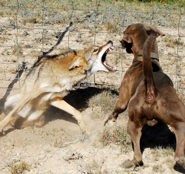Dogs against a coyote (4 pics)