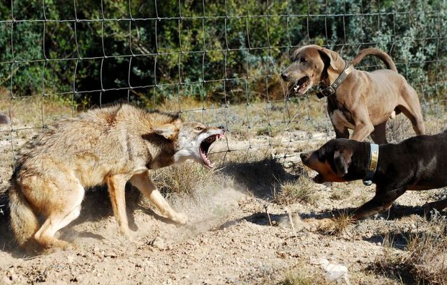Dogs against a coyote (4 pics)