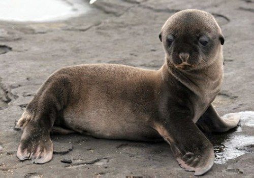 Cute marine mammals (66 pics)