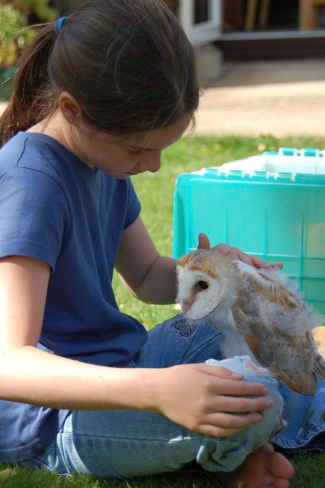 Baby Barn Owl (21 pics + video)