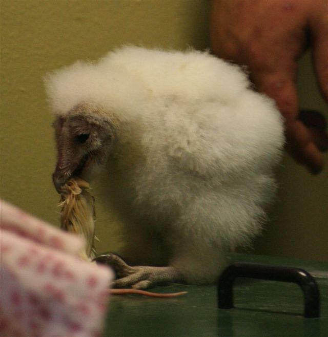 Baby Barn Owl (21 pics + video)