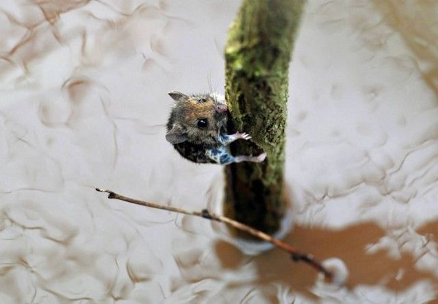 How do mice save themselves during the flood (4 pics)