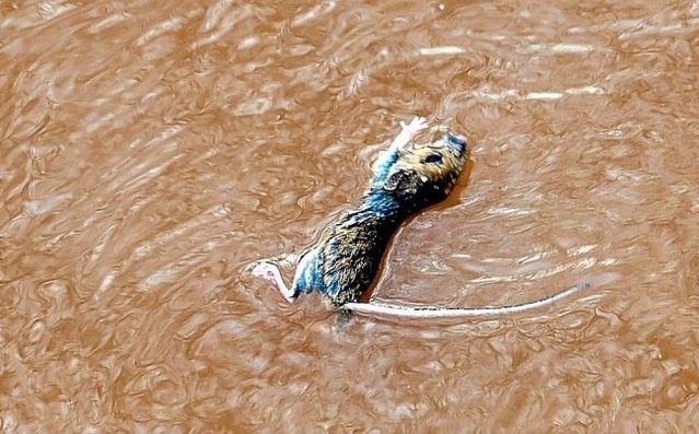 How do mice save themselves during the flood (4 pics)