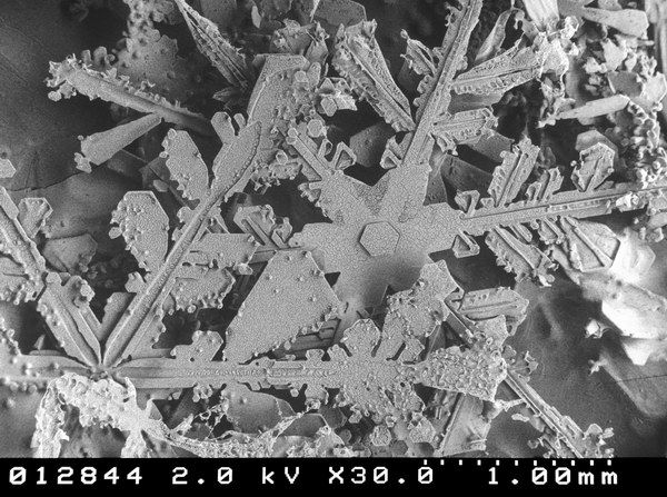 Snow by microscope (23 pics)