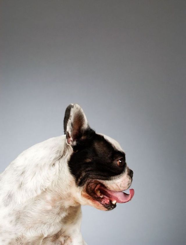 Dogs portraits (65 pics)