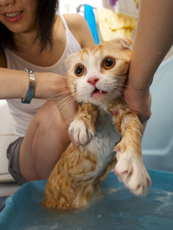A bath for the cat (22 pics) - Izismile.com