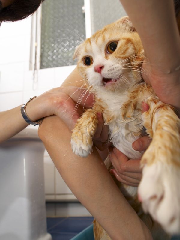 A bath for the cat (22 pics)
