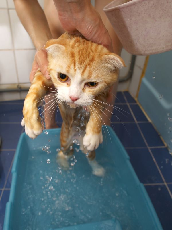 A bath for the cat (22 pics)