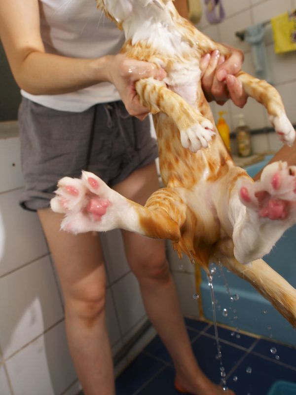 A bath for the cat (22 pics)