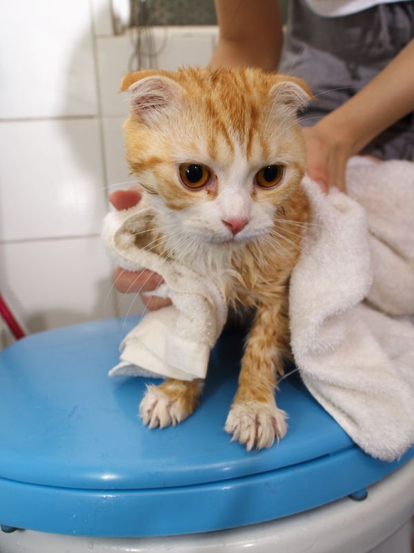 A bath for the cat (22 pics)