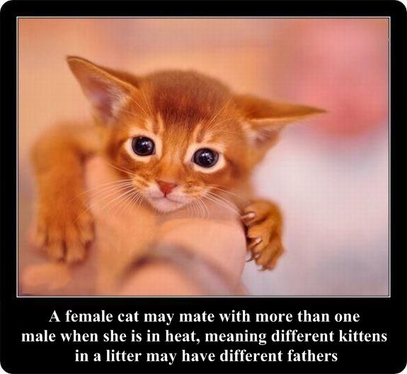Interesting facts about cats in pictures (30 pics)