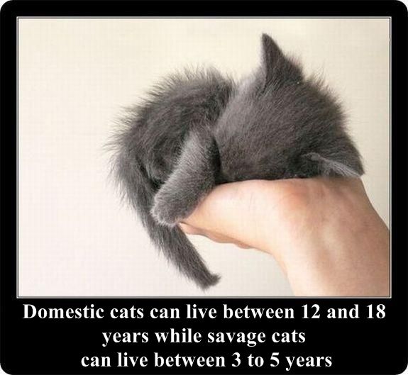 Interesting facts about cats in pictures (30 pics)