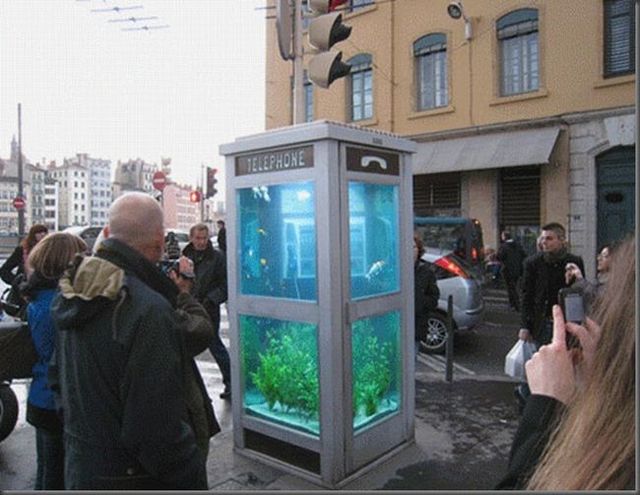 Aquarium in a phone booth (5 pics)
