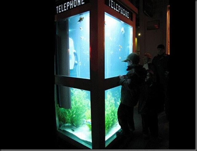 Aquarium in a phone booth (5 pics)