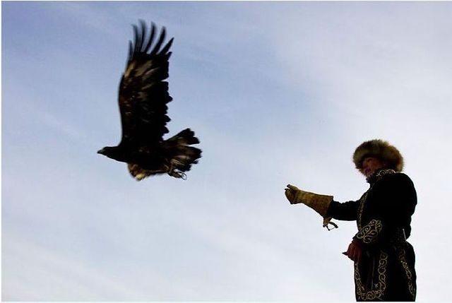 Falcon hunt in Kazakstan  (13 pics)