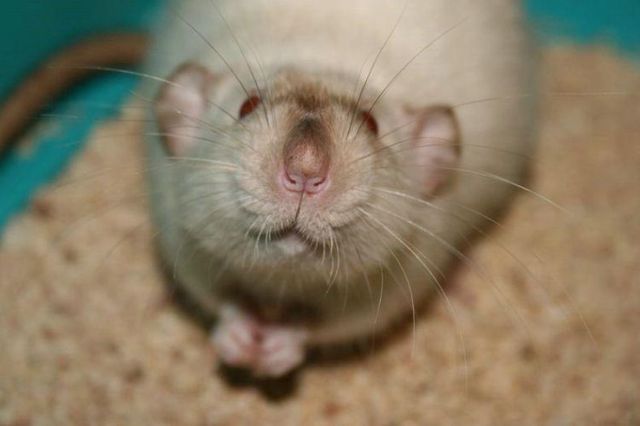 Rat photos compilation (56 pics)