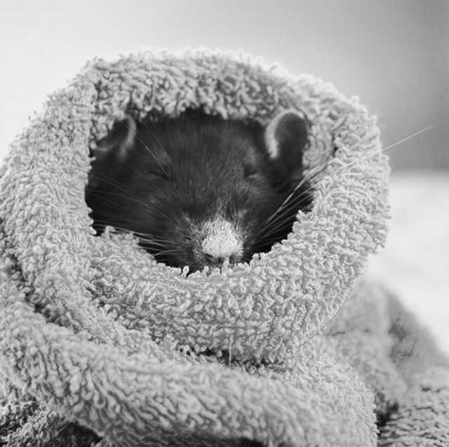 Rat photos compilation (56 pics)